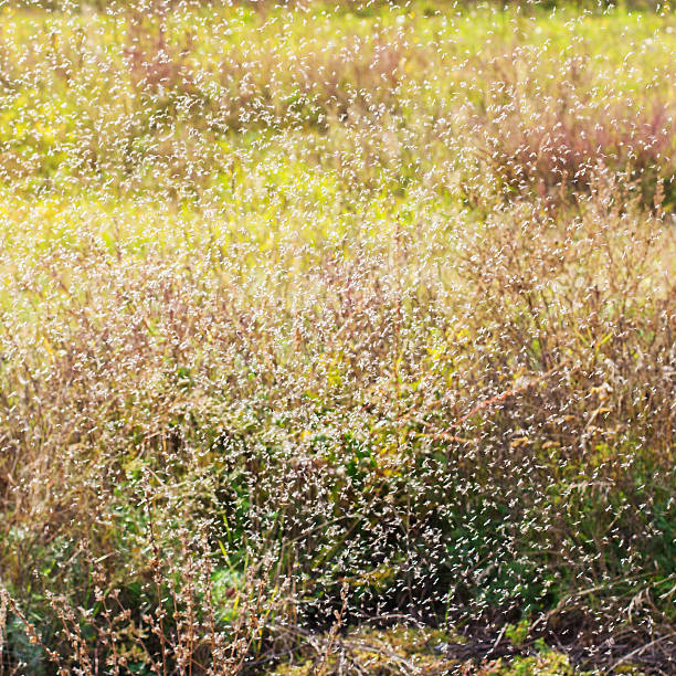 istock Autumn gnats on a background of yellow grass. 612742784