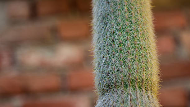 istock Beautiful  cactus in a sunny day 612743250