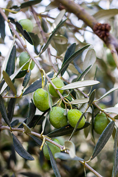 ramo de azeitonas verdes - calamata olive - fotografias e filmes do acervo