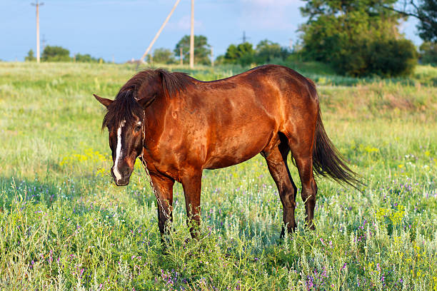 istock Brown horse grazing on a leash 612744394