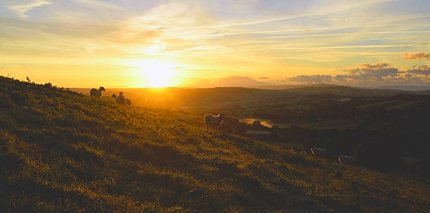 istock Flock of sheep grazing at sunrise 612744634
