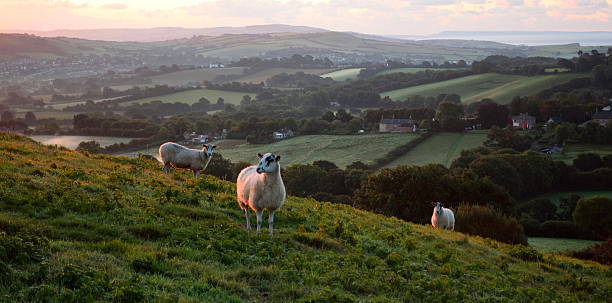 istock Flock of sheep grazing at sunrise 612745180
