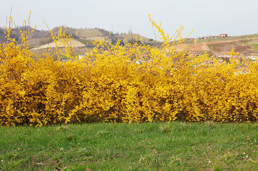 Forsythia, yellow spring flowers hedge and green grass background