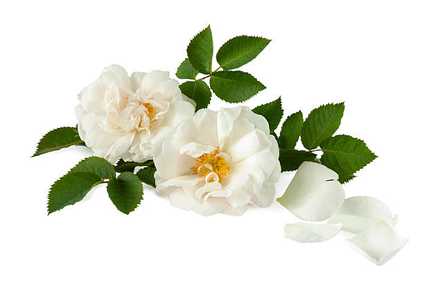 white roses and petals on a white surface - single flower bouquet flower holidays and celebrations imagens e fotografias de stock