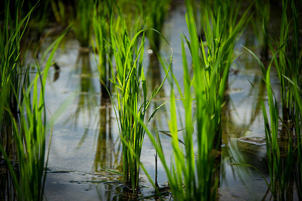 istock Young rice plants in Indonesia 612747046