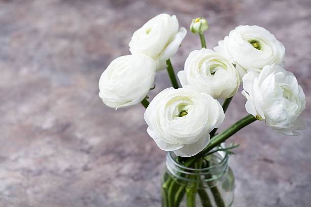 istock White ranunculus flowers in glass vase Grey background Copy space 612747072