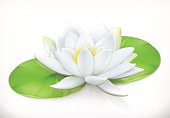 istock Water lily. Lotus flower. 3d vector icon 612747878