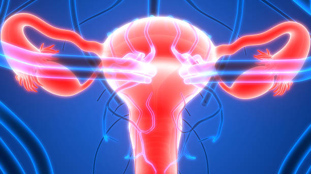 istock Female Reproductive System with nervous system and urinary bladder 612748224