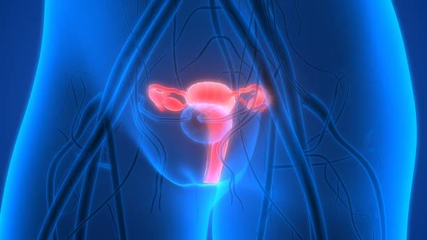 istock Female Reproductive System with nervous system and urinary bladder 612748342