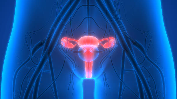 istock Female Reproductive System with nervous system and urinary bladder 612748388