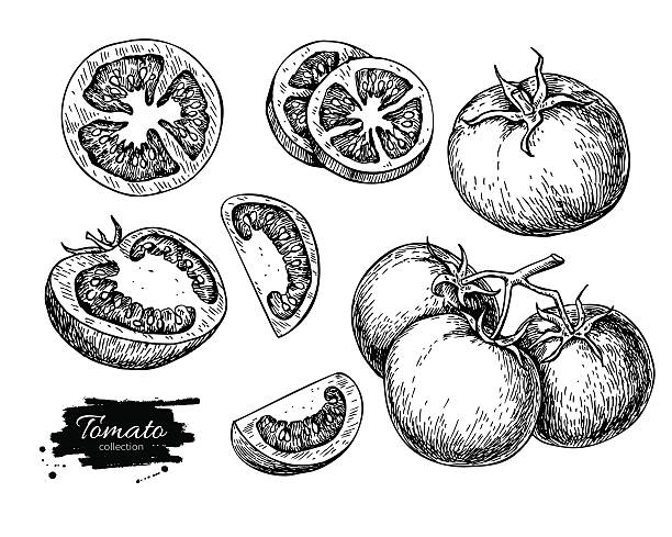 Tomato vector drawing set. Isolated tomato, sliced piece vegetab Tomato vector drawing set. Isolated tomato, sliced piece vegetables on branch. Engraved style illustration. Detailed vegetarian food sketch. Farm market product. etching illustrations stock illustrations