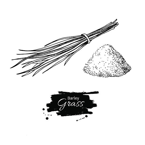 ячменная трава и порошок вектор суперпродуктов рисунок. изолированная рука - barley grass illustrations stock illustrations