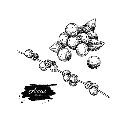Acai berry vector superfood drawing set. Isolated hand drawn