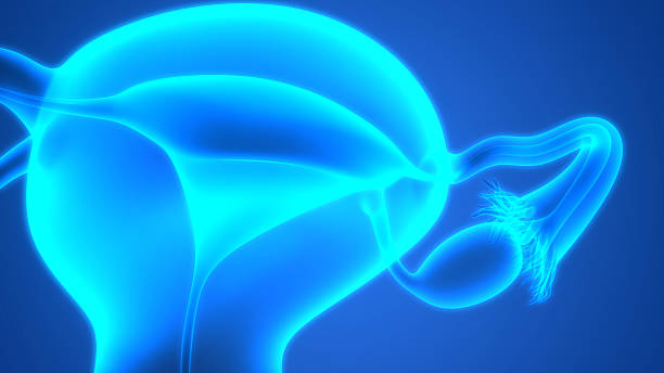 istock Female Reproductive System Anatomy 612749918