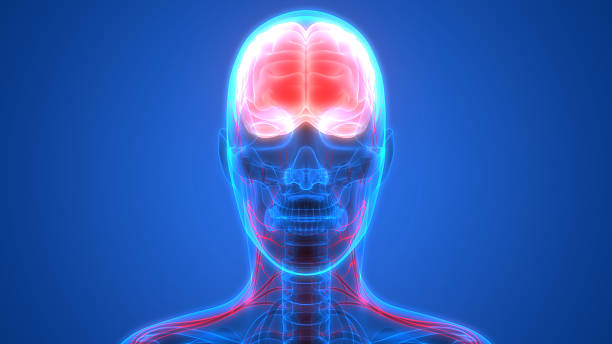 istock Human Brain with Nervous system Anatomy 612750380