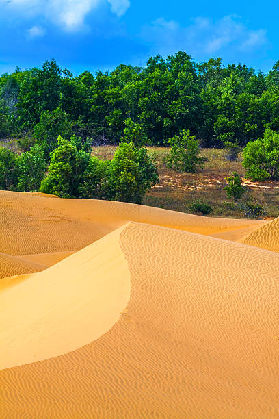 песчаные дюны, деревья - oasis sand sand dune desert стоковые фото и изображения