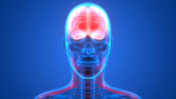 istock Human Brain with Nervous system Anatomy 612750696