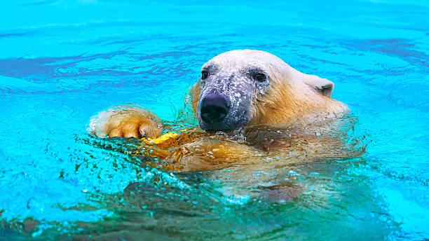 istock polar bear in water 612750758