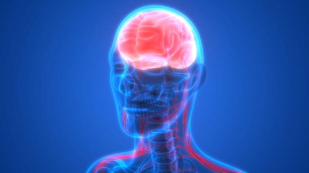 istock Human Brain with Nervous system Anatomy 612750762