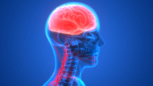 istock Human Brain with Nervous system Anatomy 612751112