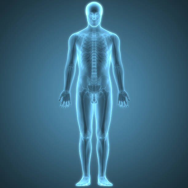 istock Human Body Bone Joint Pains Anatomy 612751166