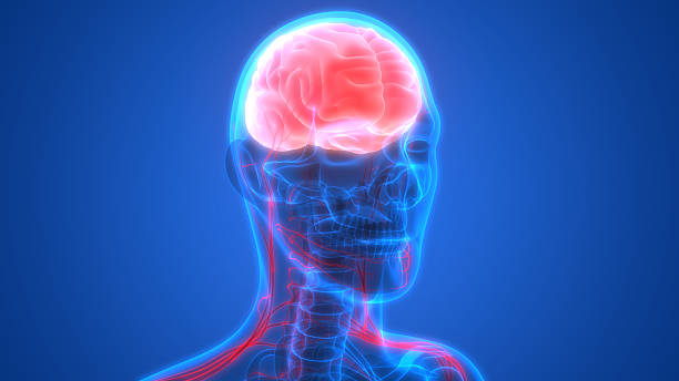 istock Human Brain with Nervous system Anatomy 612751188