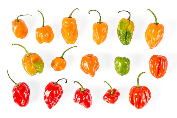 Very hot Habanero chilies from Mexico stock photo