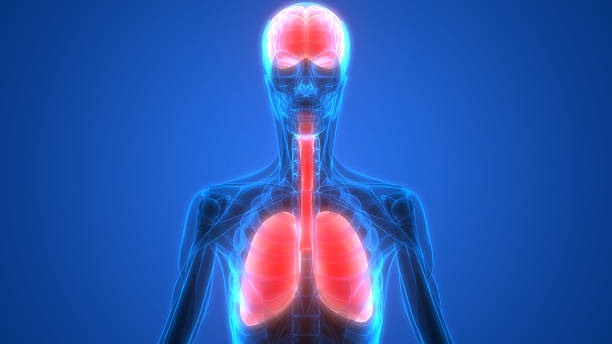 istock Human Organs Lungs and Brain with Muscles Anatomy 612751448