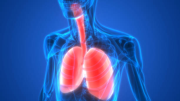 istock Human Muscle Body with Organs (Lungs Anatomy) 612751480