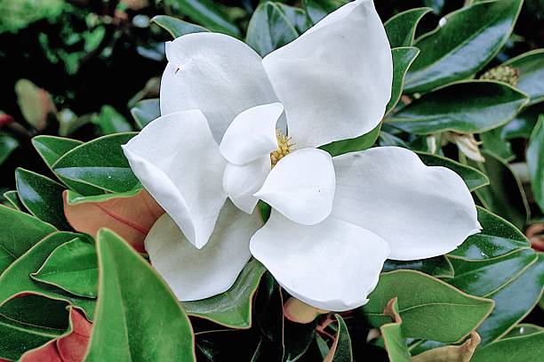 белый магнолия цветок - magnolia southern usa white flower стоковые фото и изображения