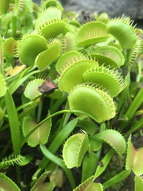 istock venus fly trap in garden 612755062