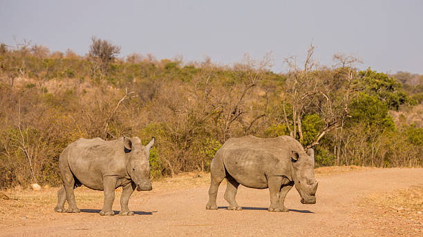 istock african white rhinoceros crossing the road 612757534