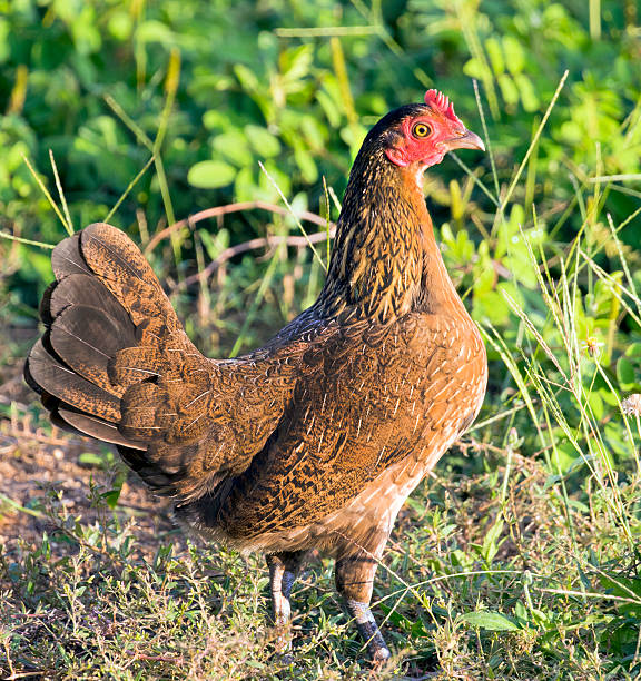 istock Image of brown hen on nature background. 612758128