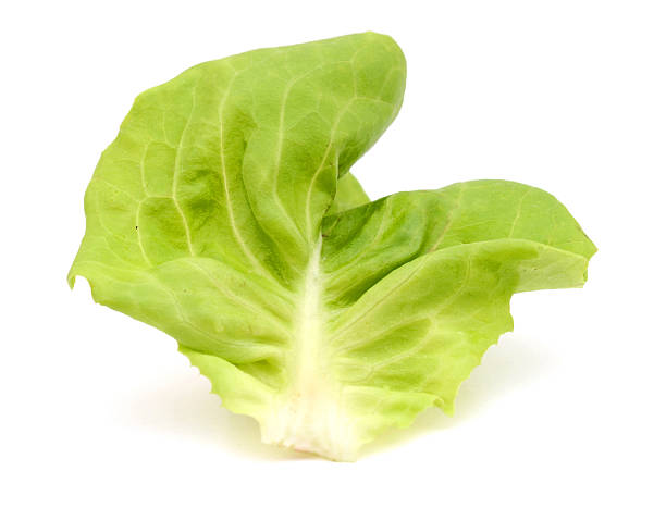 istock One Single Lettuce Salad Leaf Close up 612758198