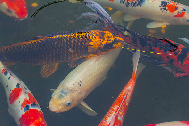 istock Japanese koi fish in a pond 612758924