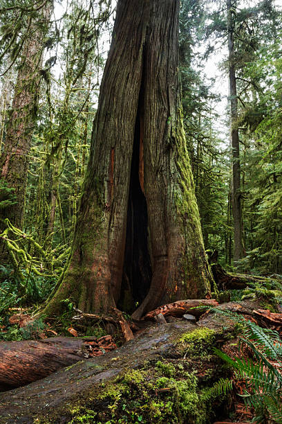 istock Tall fir in Avatar Grove 612759018