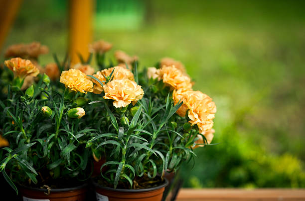 Peach colored carnations in garden pots, flower background.