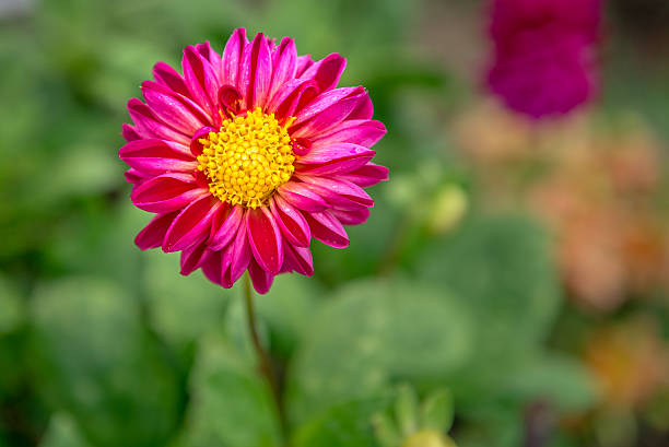 istock Close-up of Beautiful flower 612760980
