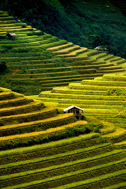 istock Rice fields on terraces in the sun at MuCangChai, Vietnam. 612816514
