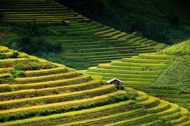 istock Rice fields on terraces in the sun at MuCangChai, Vietnam. 612816548