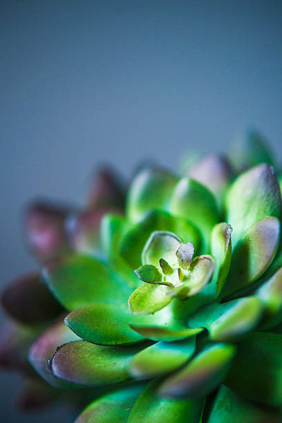 istock Nature still life. Cacti and succulent plants 612816692