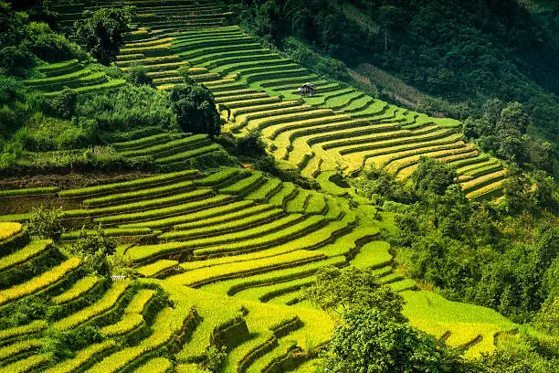 Rice fields on terraces in the sun at MuCangChai, Vietnam. Rice fields prepare the harvest at Northwest Vietnam