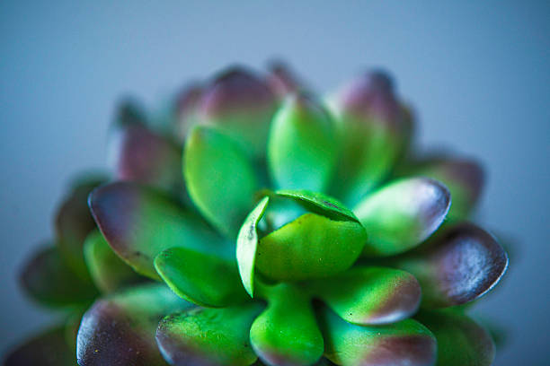 istock Nature still life. Cacti and succulent plants 612816718