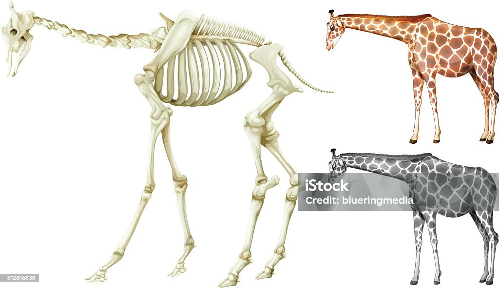 Giraffe Ribs Giraffe And Bone Structure Stock Illustration - Download Image Now ...