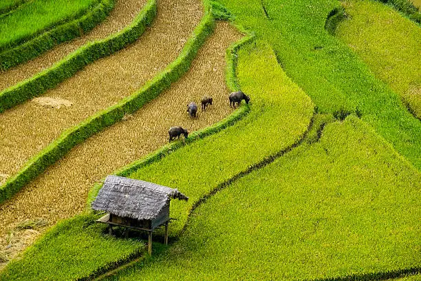 Rice fields on terraces in the sun at MuCangChai, Vietnam. Rice fields prepare the harvest at Northwest Vietnam