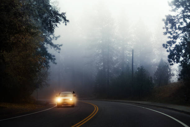 October fog in Washington. Dog looking out of moving car stock photo