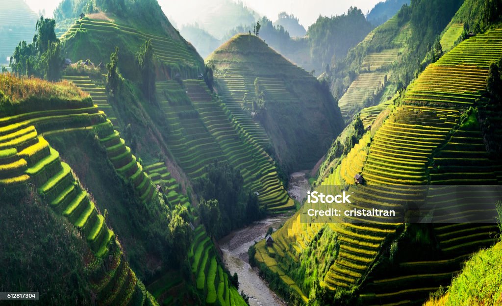 Rice fields on terraces in the sun at MuCangChai, Vietnam. Rice fields on terraces in the sun at MuCangChai, Vietnam. Rice fields prepare the harvest at Northwest Vietnam Bali Stock Photo