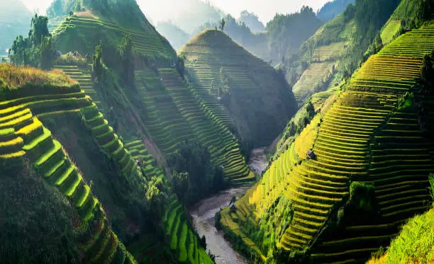 Photo of Rice fields on terraces in the sun at MuCangChai, Vietnam.