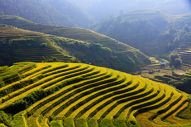 istock Rice fields on terraces in the sun at MuCangChai, Vietnam. 612817732