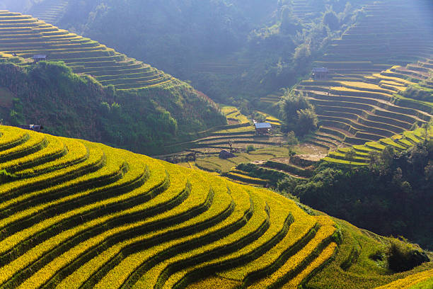 istock Rice fields on terraces in the sun at MuCangChai, Vietnam. 612817760
